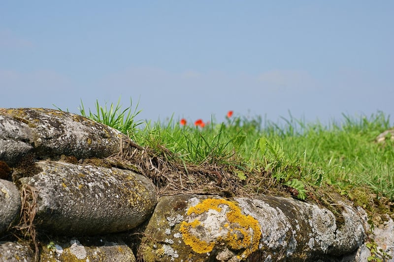 World War I Trenches